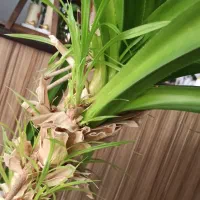 درختچه پاندانوس|گل و گیاه طبیعی|کرمانشاه, |دیوار