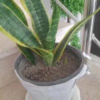 گل سانسوریا سرحال و شاداب