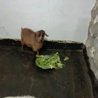 بزغاله زینتی ،عروسک|حیوانات مزرعه|مهاباد (آذربایجان غربی), |دیوار