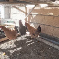 مرغ|پرنده|فارسان, |دیوار