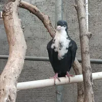 ریش سیاه|پرنده|نهبندان, |دیوار