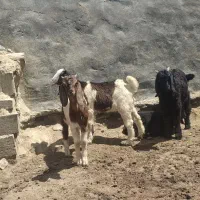 بز زاییده