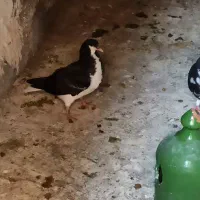 جفت شهری سیاه با جوجه|پرنده|شیراز, آبیاری|دیوار