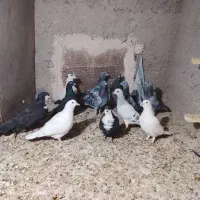 کفتر|پرنده|ماهان, |دیوار