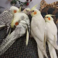 فروش ۱۹ تا عروس هلندی به فروش می‌رسد