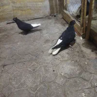 کفتر نرو ماده