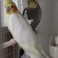 **جفت طوطی عروس هلندی نر سخنگو