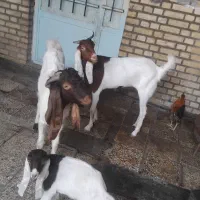 بز افغانی|حیوانات مزرعه|خرمشهر, |دیوار