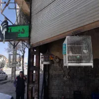 قناری و سهره