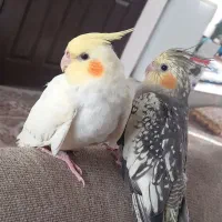 عروس هلندی ماده