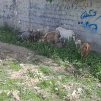 بزغاله. بز و نربز
