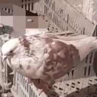 کبوتر‌رفتنی‌