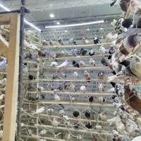 بار جدید کفتر ساوه به شرط پرش و جلد.کبوتر تک.تعداد