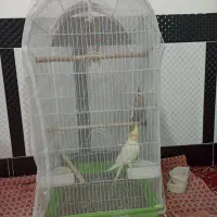 دو عدد عروس هلندی دستی