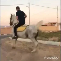 مادیون سفید درجه یک|اسب و تجهیزات اسب‌سواری|رفسنجان, |دیوار