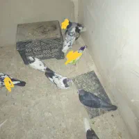 تعدادی کبوتر. سالم تکی یا باهم|پرنده|تهران, فرزانه|دیوار