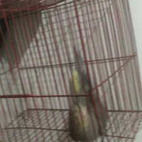 طوطی عروس هلندی سینامون|پرنده|شوشتر, |دیوار