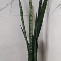 دوعدد گل گلدون سالم