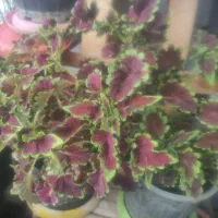 گل های طبیعی وسالم|گل و گیاه طبیعی|مشهد, سرافرازان|دیوار