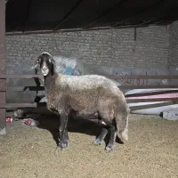 گوسفند کردستانی|حیوانات مزرعه|گرگان, |دیوار