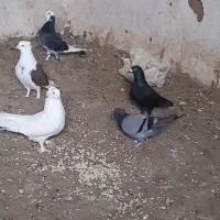 ۱۰ عدد کبوتر خوشگل|پرنده|کالپوش, |دیوار