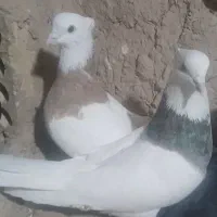 کاکلی