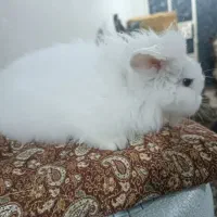 خرگوش لوپ چشم آبی