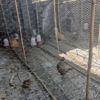 فروش مرغ و خروس امریکایی زینتی|حیوانات مزرعه|سنگدوین, |دیوار