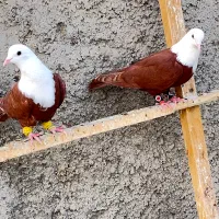 کله سفید مخمل کربلایی کلاغ کربلایی طوقی دمسفید|پرنده|فلاورجان, |دیوار