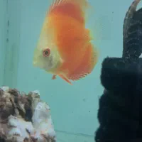 ماهی دیسکس و کت اسپورت|ماهی|گناباد, |دیوار