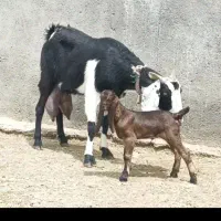 شاه بزپاکستانی زاییده جوان3کیلوشیر درشت جنس بالا