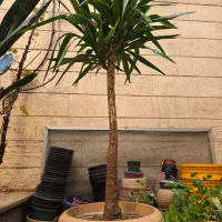 سانسوریا یوکا لیندا|گل و گیاه طبیعی|تهران, سلسبیل شمالی|دیوار