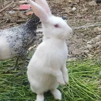 خرگوش فروشی|موش و خرگوش|سراوان, |دیوار