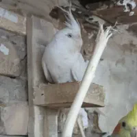 عروس پاریس|پرنده|سوسنگرد, |دیوار