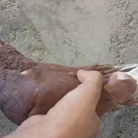 کبوتر پرشی