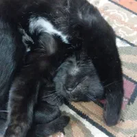 گربه|گربه|قم, نخودی|دیوار