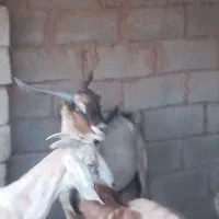 نری آلپاین اصل و بز ابلق آبستن و شیرا