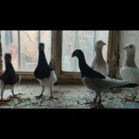 کبوتردنش ومامی