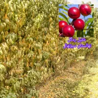 نهالستان سبزنهال انواع نهال های مثمر و غیر مثمر|خدمات باغبانی و درختکاری|مهریز, |دیوار