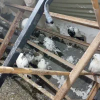 کبوتر پرشی و یک سرور