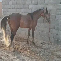 اسب نریان