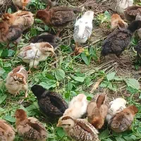 فروش جوجه گلپایگانی ۲۰ روزه گیلان|حیوانات مزرعه|رشت, حومه رشت|دیوار