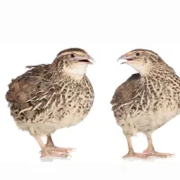 ۲۰۰ عدد بلدرچین تخم گذار تپل