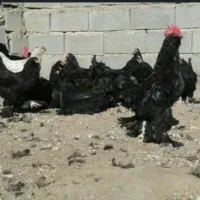 مرغ و خروس مرندی اصل