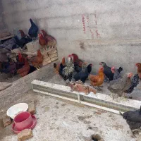 مرغ بومی|حیوانات مزرعه|مشهد, كنويست|دیوار