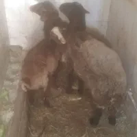 فروش بره سرکدار