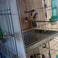 فروش سره رسمی (کار داده)