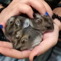 همستر کمپل روسی