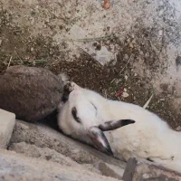 دوتا خرگوش