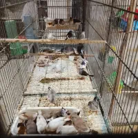 فنچ نوک دورنگ